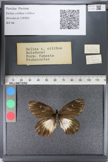Media type: image;   Entomology 128290